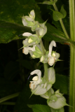 Salvia sclarea 'Vatican White' RCP6-06 098.jpg